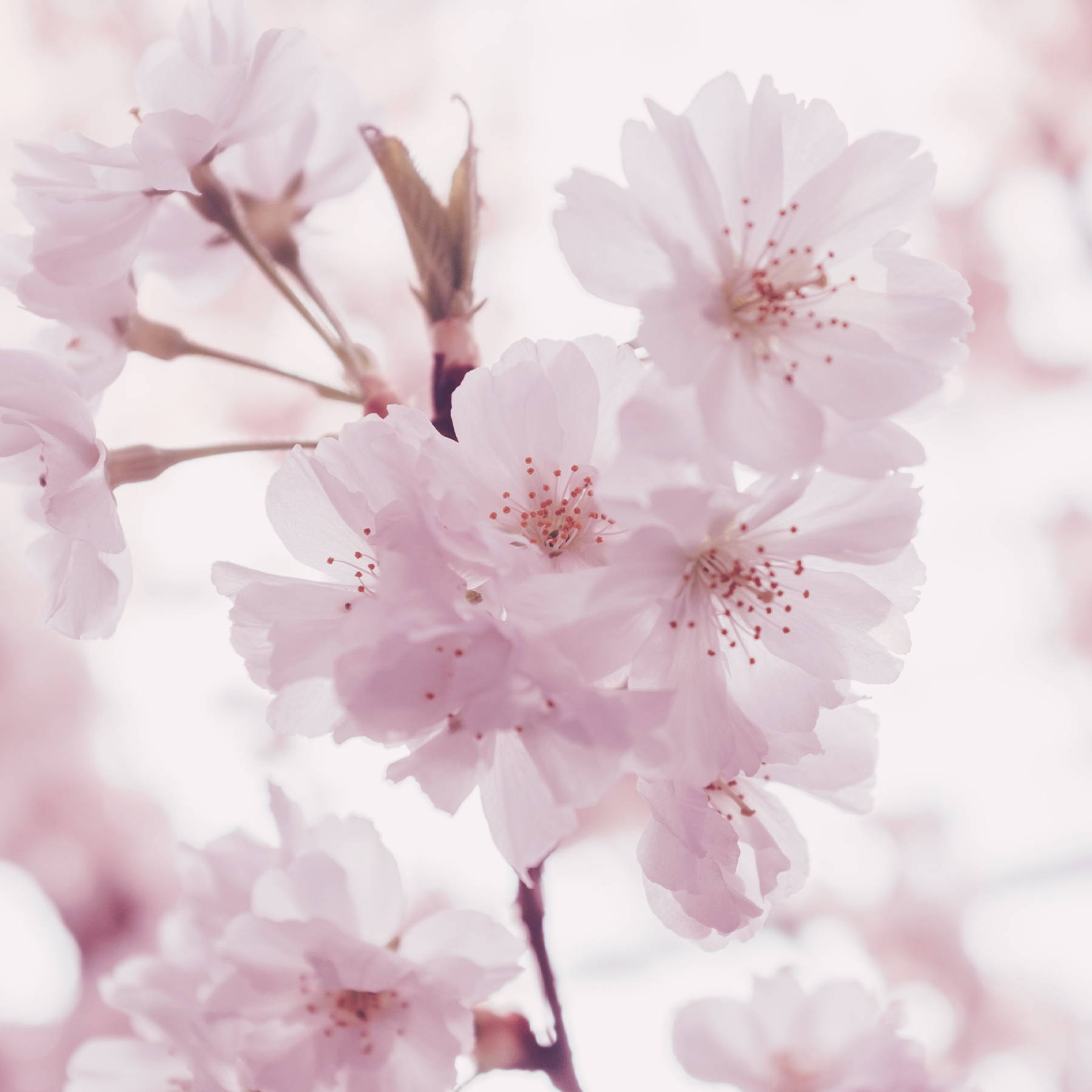 sakura tree cherry blossoms
