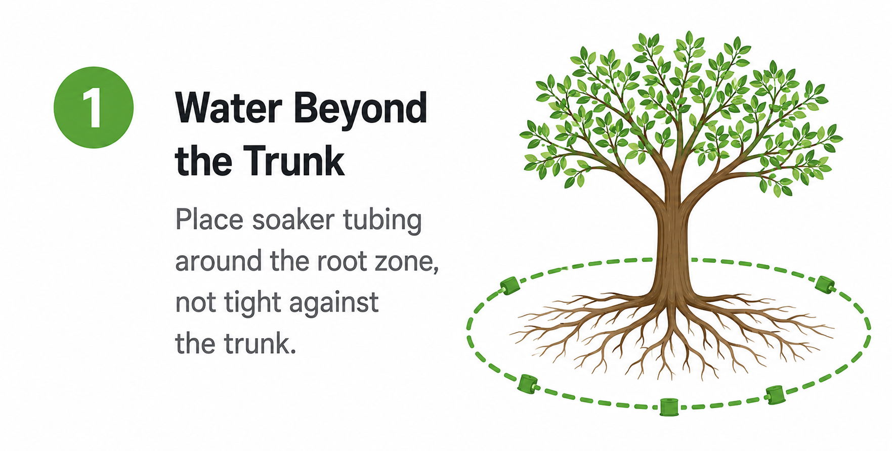 Illustration of a tree with watering instructions for the root zone.