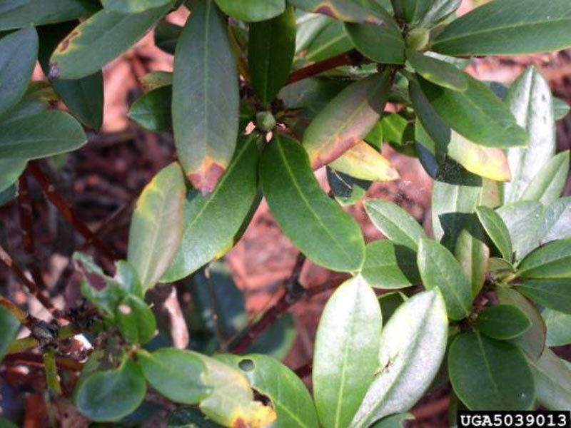 Early symptoms of phytophthora