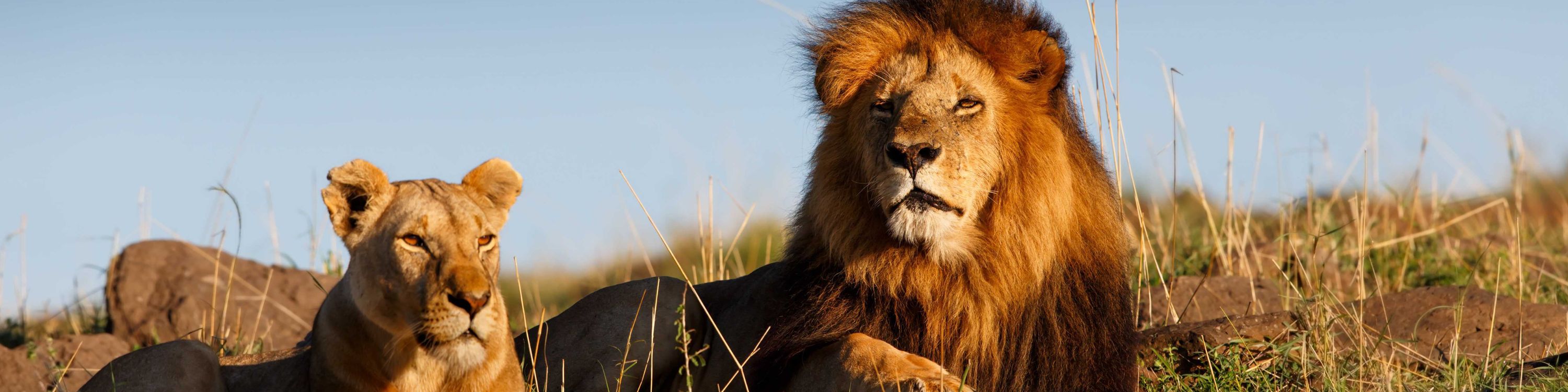Lions