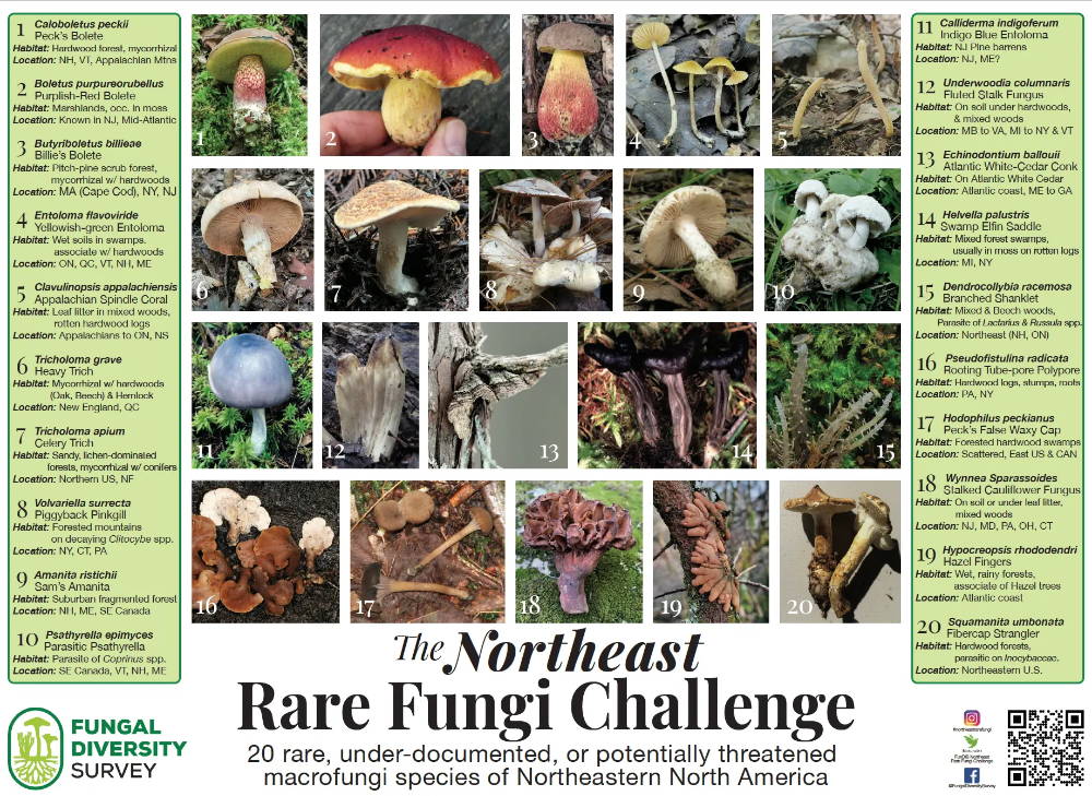 rare fungi challenge