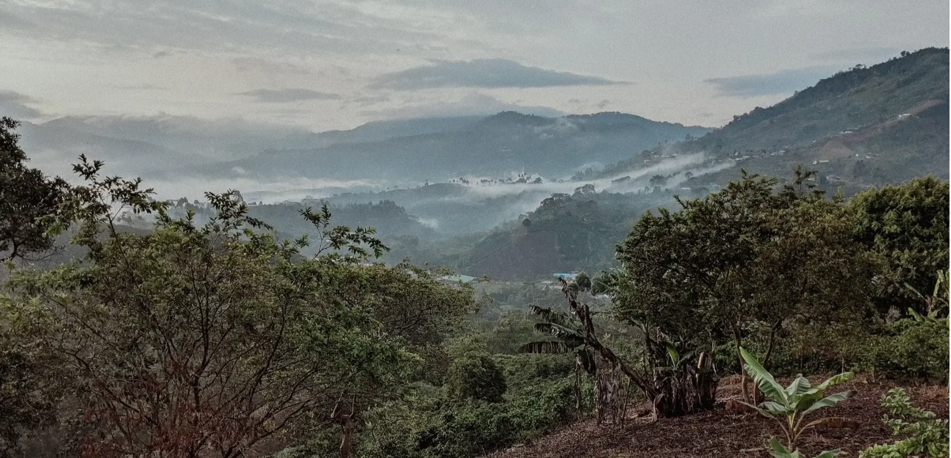 Kaffeelandschaft in Huila, Kolumbien. Berge in der Ferne, Nebel über Kaffeeplantagen