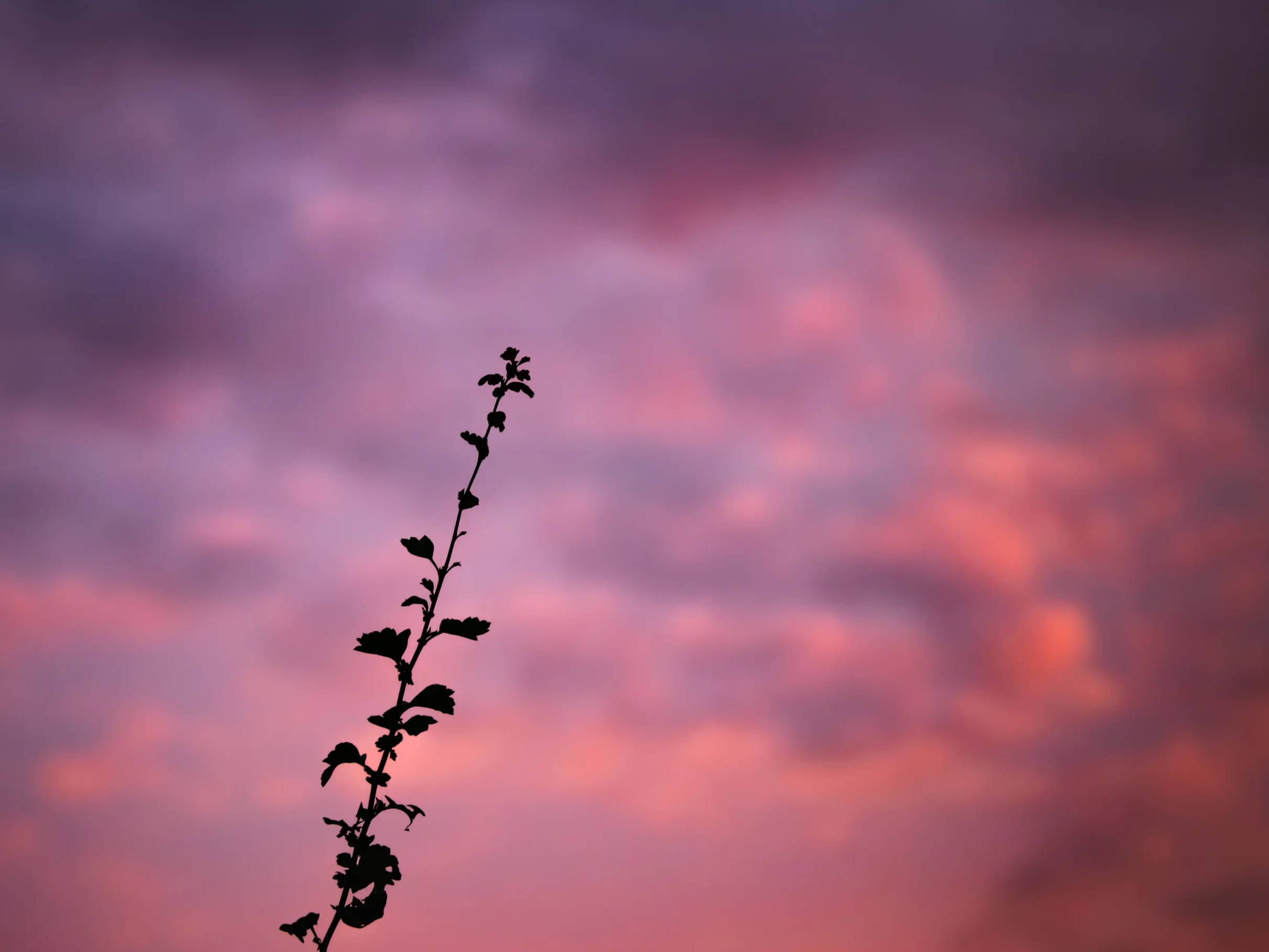 A plant in silhouette in front of a pink and purple sunset