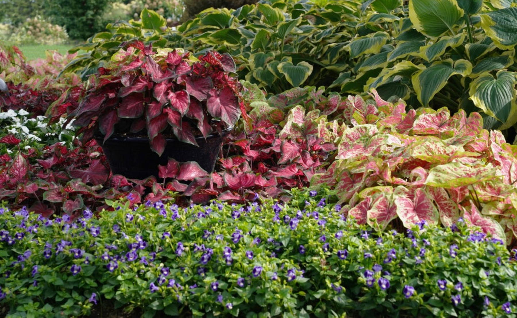 Garden filled with Heart to Heart® Raspberry Moon - Shade Caladium Heart to Heart® Scarlet Flame - Sun or Shade Caladium Catalina® Midnight Blue - Wishbone Flower Shadowland® Seducer