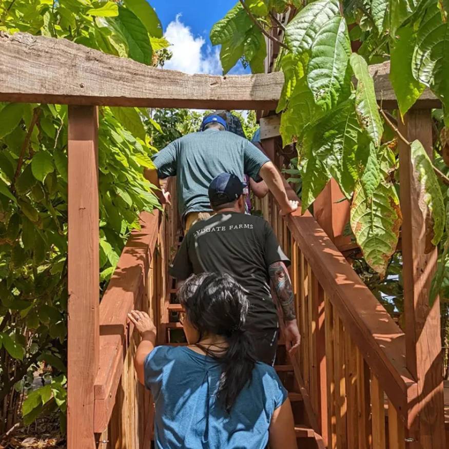Guests climbing a staircase in Hawaii