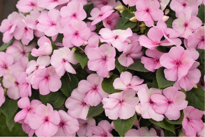 Photo of Soprano® Pastel Pink Bedding Impatiens