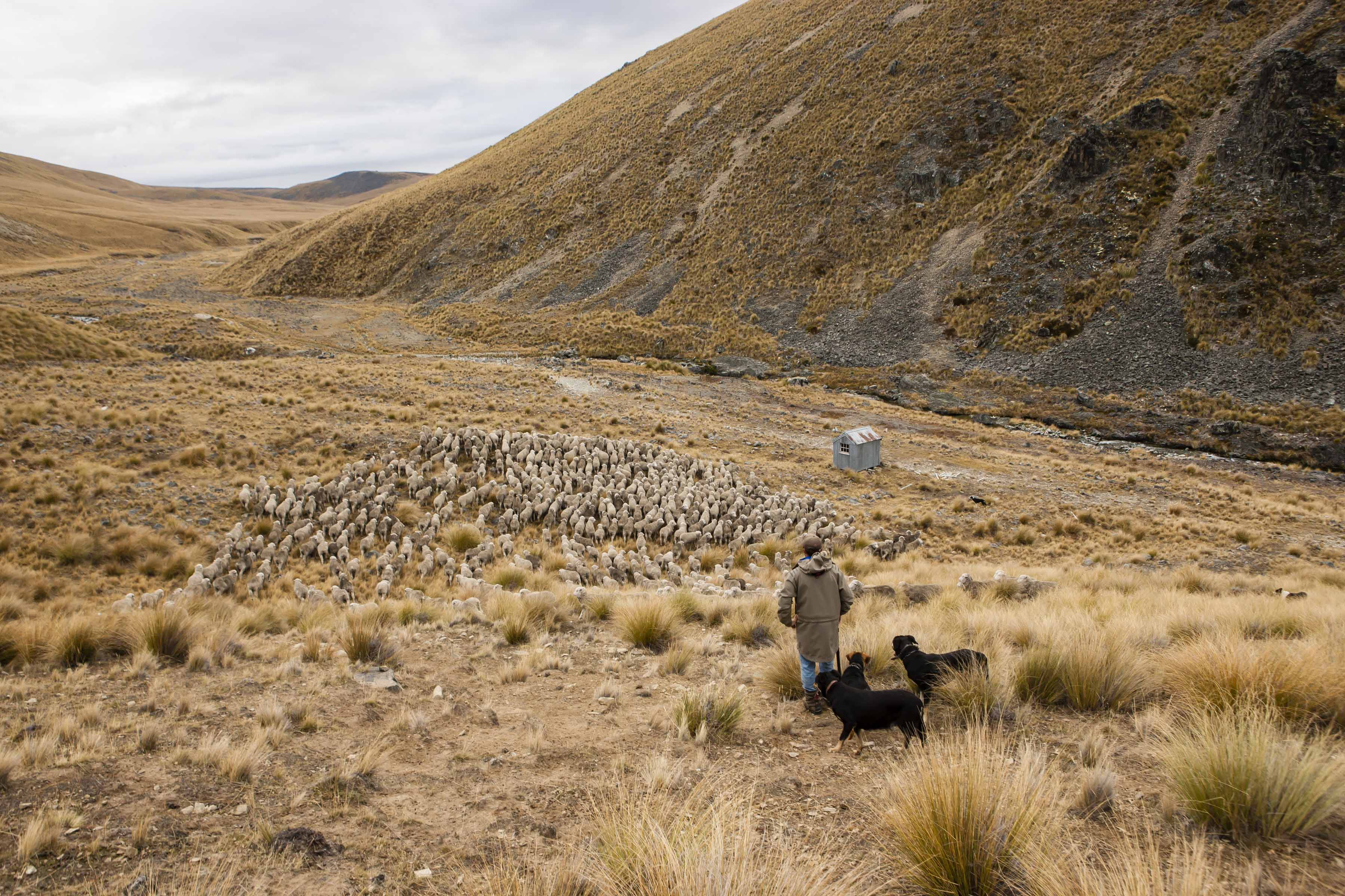 A shepherd with a dog watches over a flock of sheep in a hilly landscape.