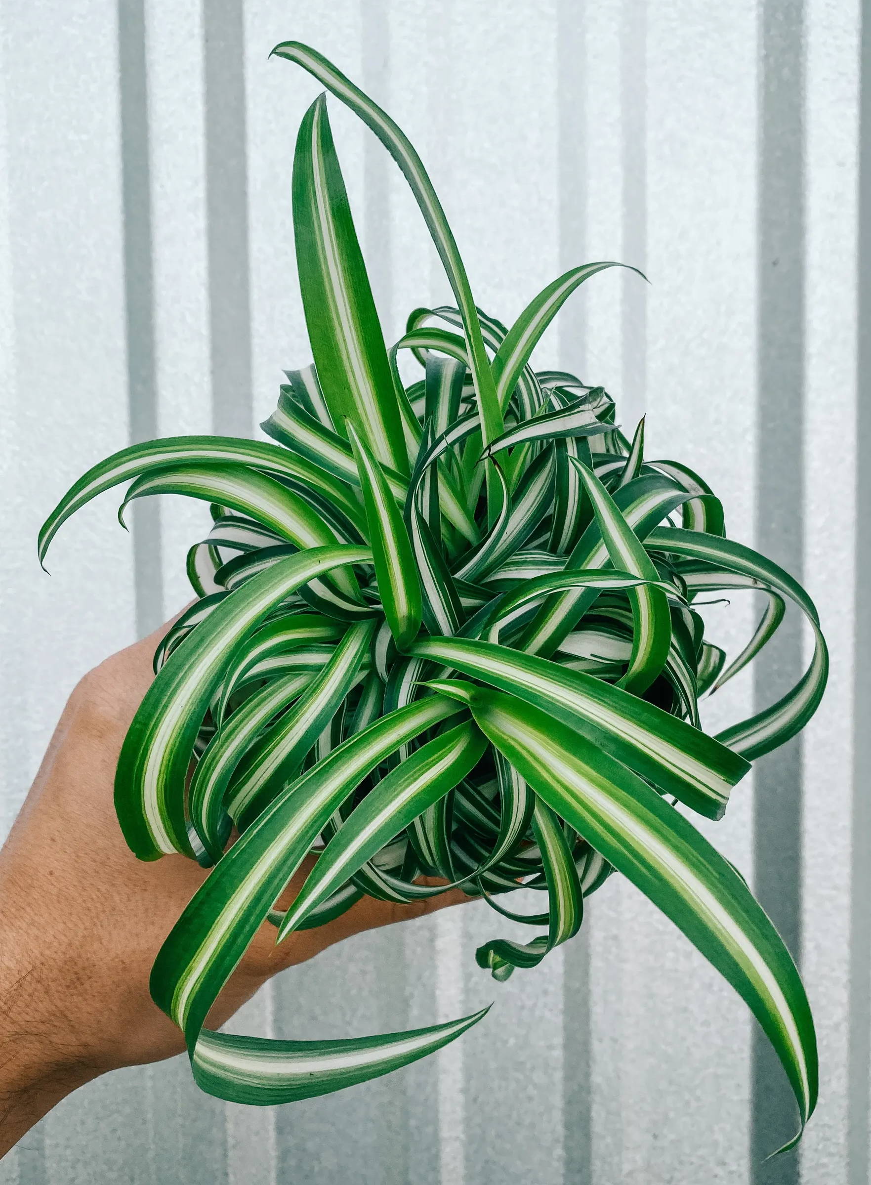 chlorophytum comosum 'spider plant'