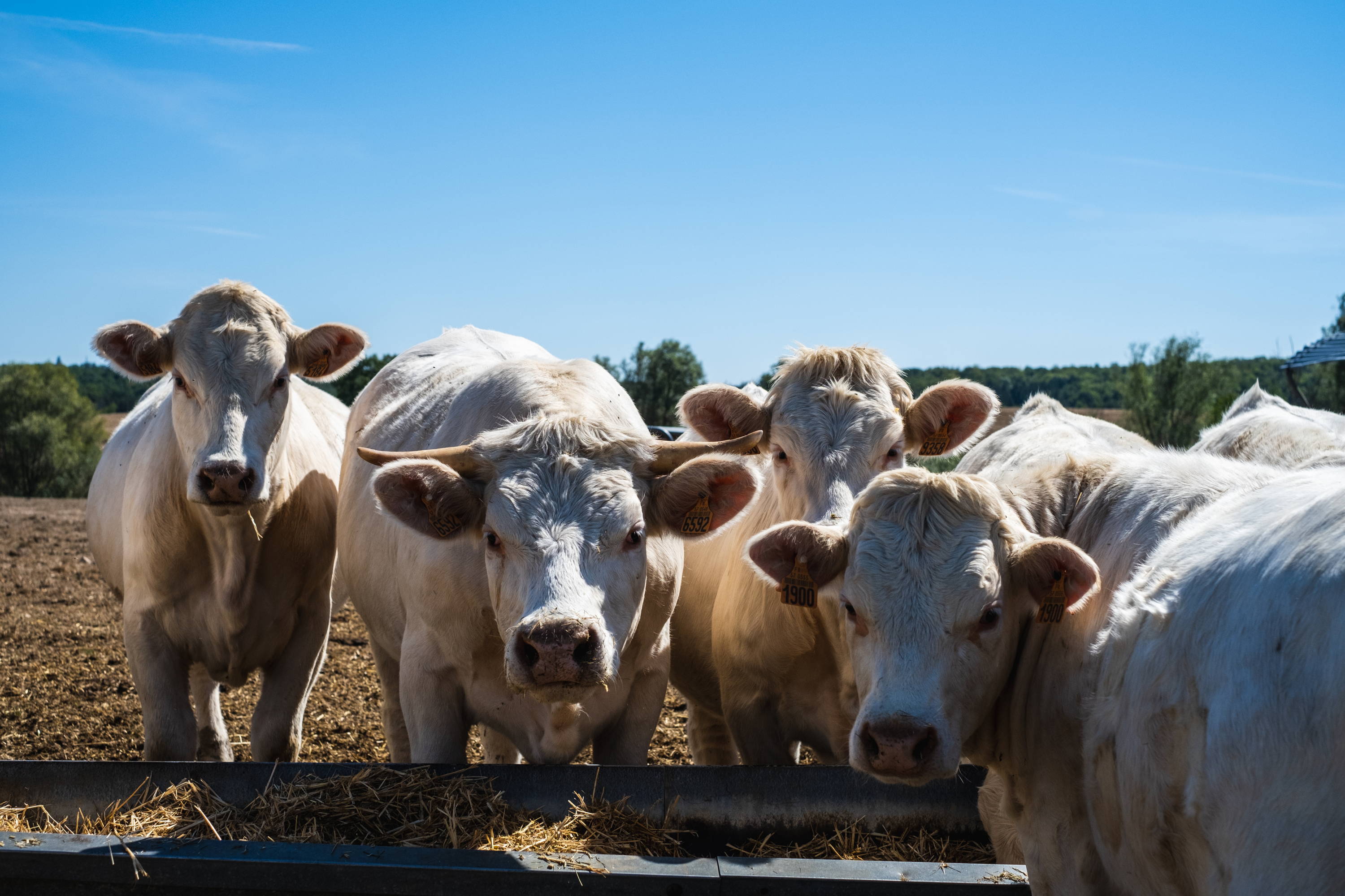 Nosey cows