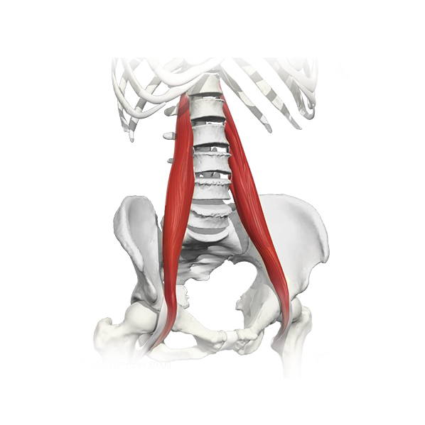 anatomical diagram of the Psoas muscles