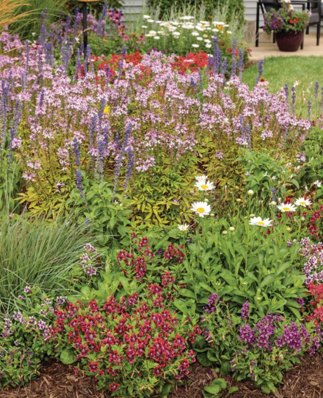 Photo of a garden with Sweet Romance®, Luscious® Royale Cosmo, Rockin'® Playin' The Blues®, Luscious® Royale Red Zone™, Unplugged® Pink, Rockin'® Deep Purple, Totally Tempted® Watermelon Wine™, Totally Tempted® Richly Red™, Totally Tempted® Frosted Violets™, Totally Tempted® Vivid Violet™, Stratosphere™ White, Señorita Rosalita®