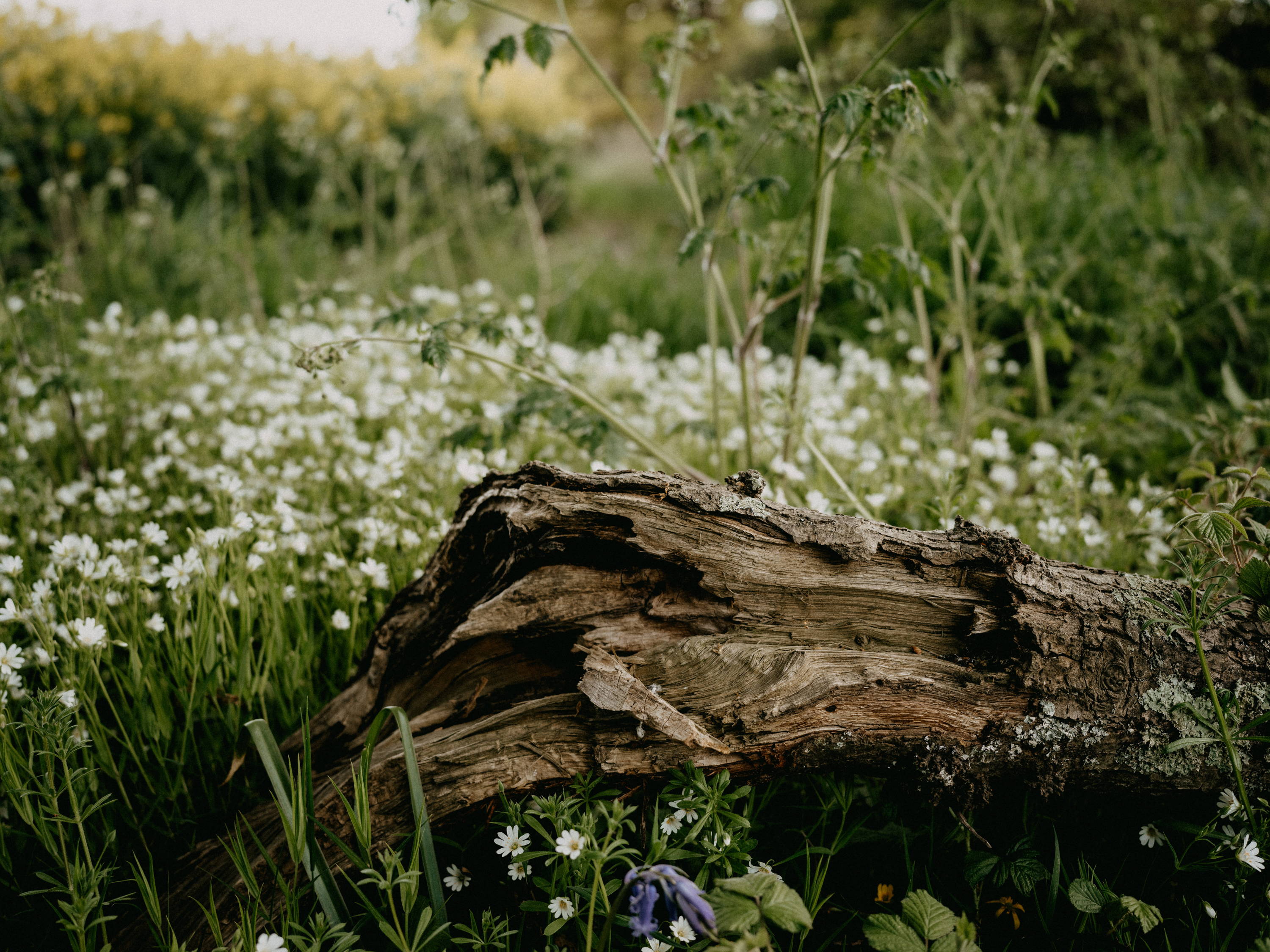 A fallen log amongst wild flowers