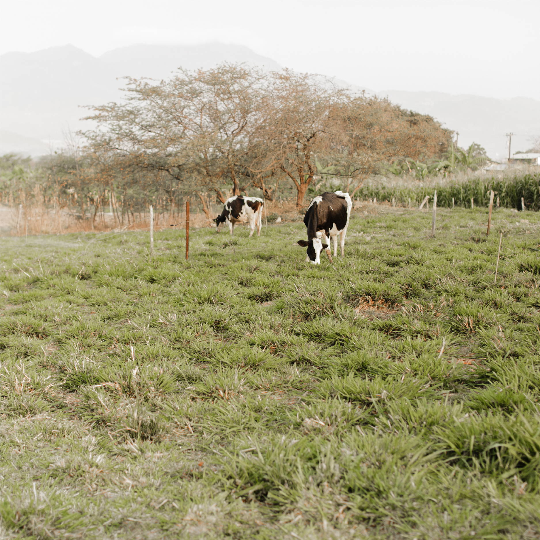 Two cows graze in a lush Honduran field with a large tree in the background. 