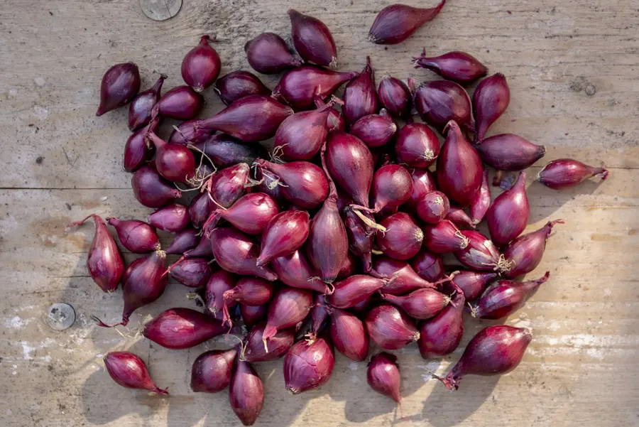 A pile of 'Red Cross' onions