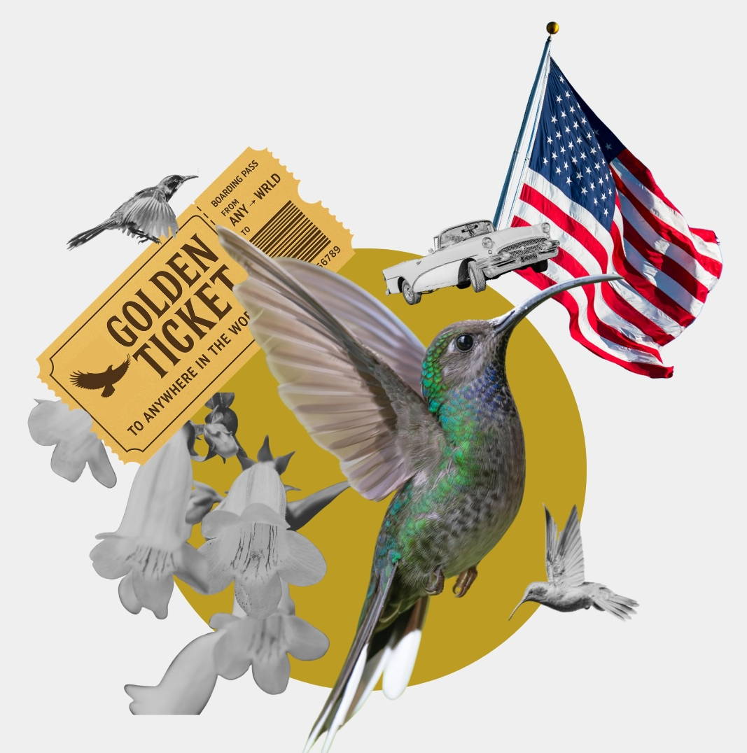 Hummingbird with American flag and vintage car
