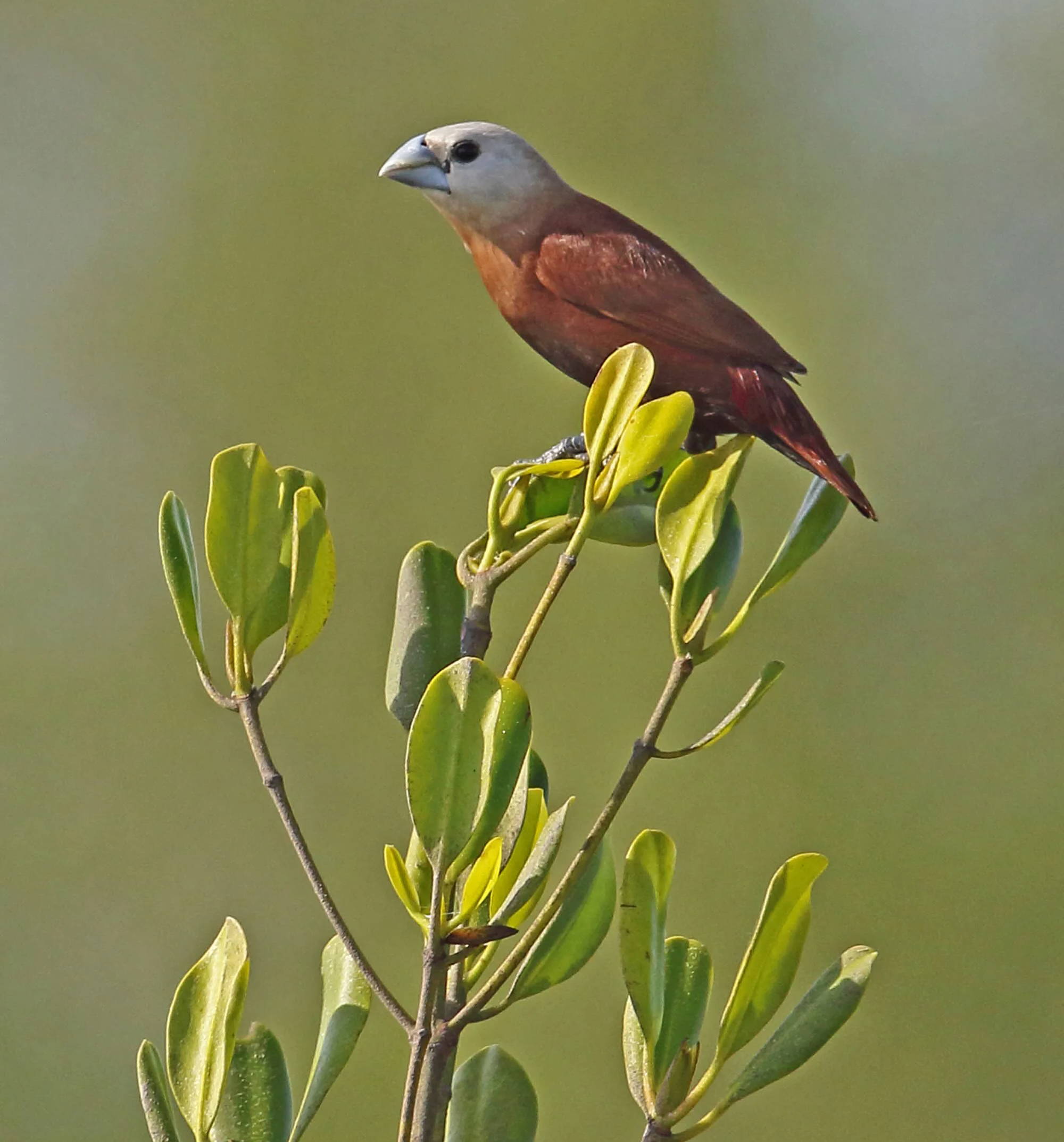 White-faced Munia in Bali, sitting on the edge of a plant