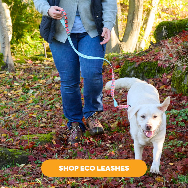 Person walking a happy dog on a leash through colorful autumn leaves.