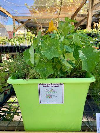 EarthBox with herbs