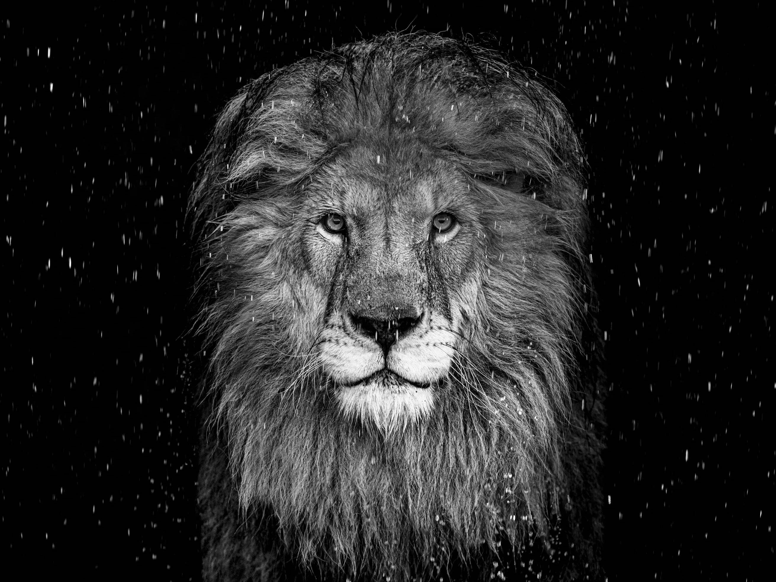 David Yarrow Santa Fe Art Gallery