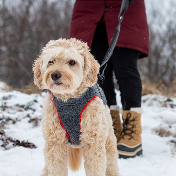 A dog in a harness standing in the snow with a person nearby.