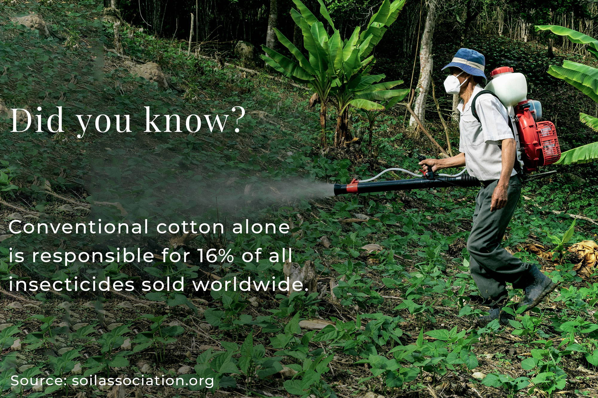 Conventional cotton alone is responsible for 16% of all insecticides sold worldwide.
