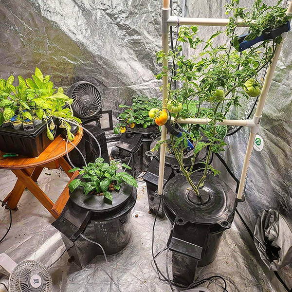 image of indoor hydroponic grow system