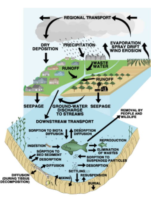 Movimiento de pesticidas en el ciclo hidrológico, incluido el movimiento de pesticidas hacia y desde los sedimentos y la biota acuática dentro del arroyo.