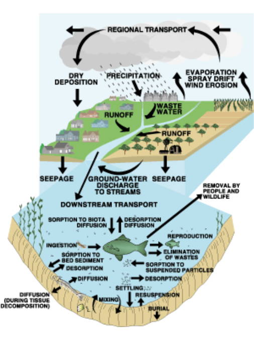 Bekämpningsmedelsrörelse i det hydrologiska kretsloppet inklusive bekämpningsmedelsrörelse till och från sediment och akvatisk biota i bäcken.