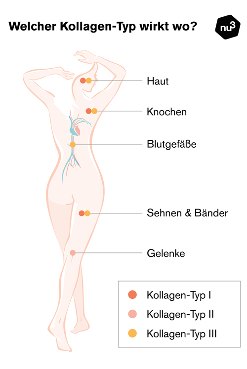 Kollagen-Typen haben unterschiedliche Wirkorte und Funktionen im Körper