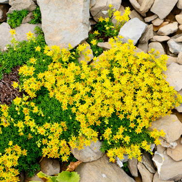 Les 10 Plus Belles Plantes Vivaces Bakker Com