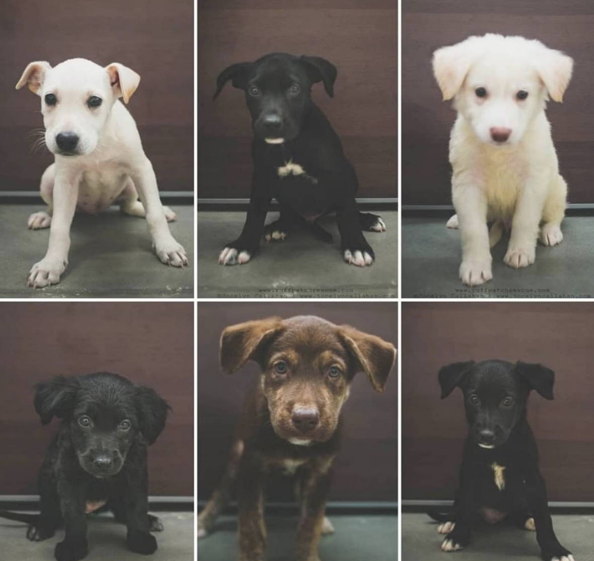 CUTE PUPPIES - 12 DAYS OF GIVING