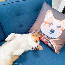 corgi renaissance