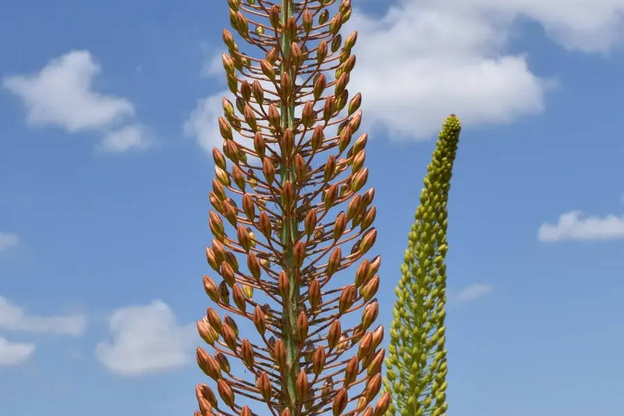 Foxtail Lily