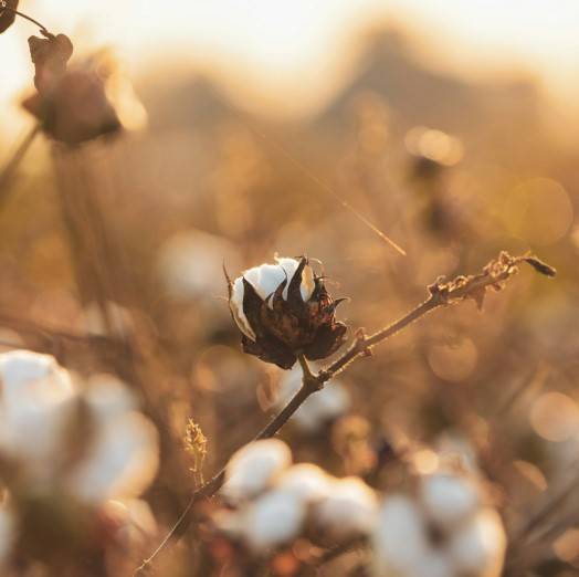 A cotton plant in a field at sunset.