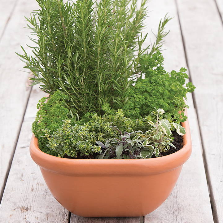 Plants growing in a Terracotta orange mini patio pod planter