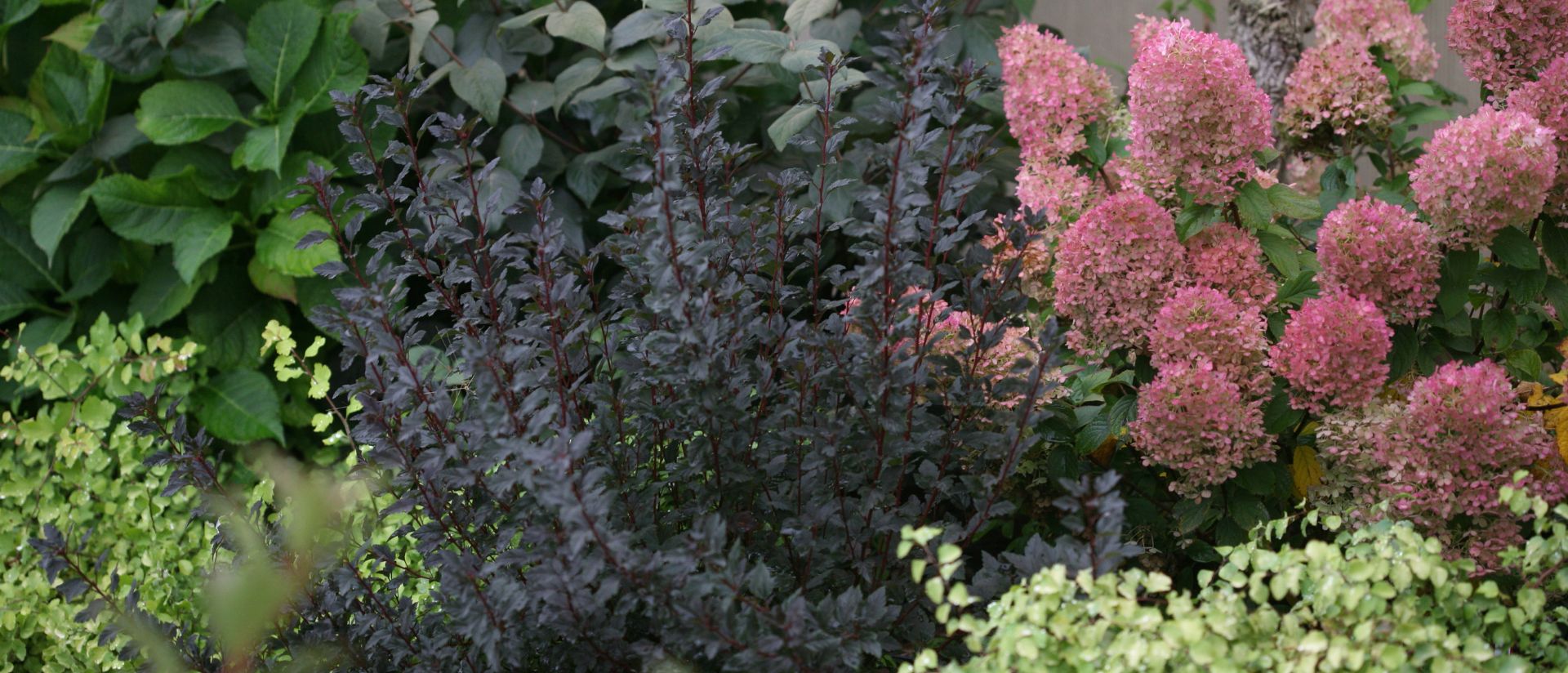 Photo of tiny wine ninebark planted in an outside garden