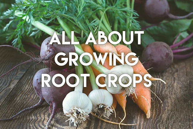 All about growing root crops