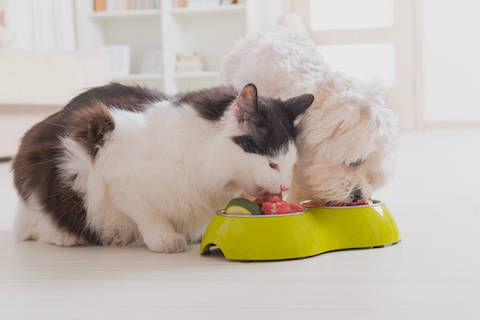 cat and dog eating whole nutritious food