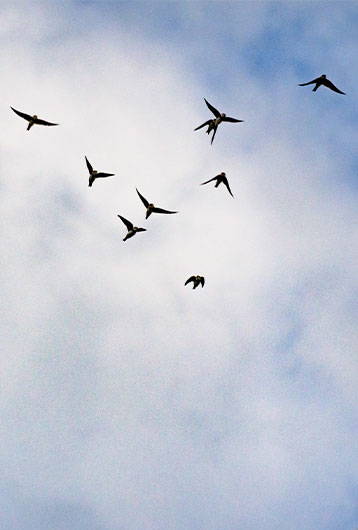 birds flying in sky