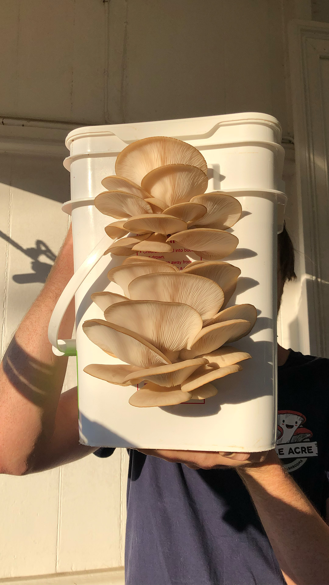 Oyster mushrooms growing from a bucket
