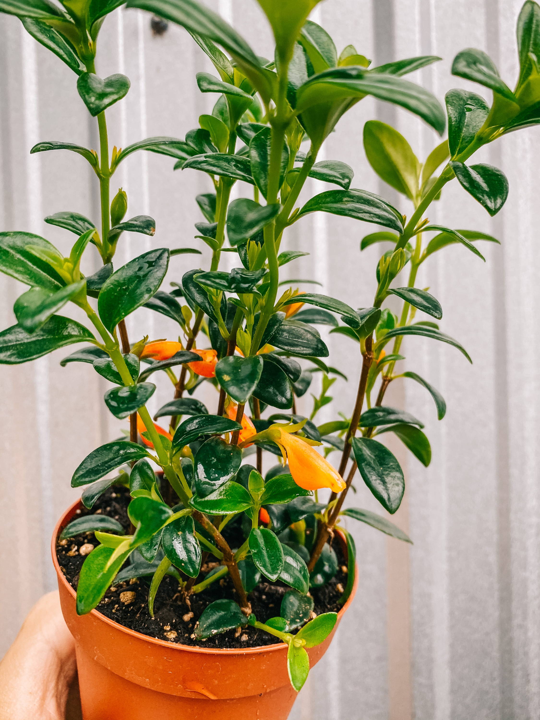 Columnea Hirta 'Goldfish'