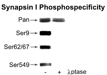 Synapsin phosphospecificity