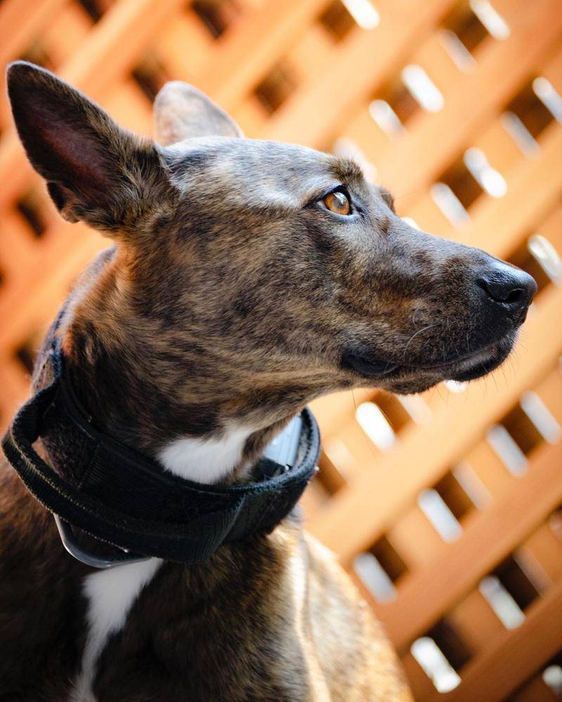 E-Collars are the perfect training tool for all dog breeds.