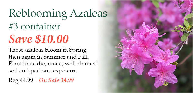 Reblooming Azaleas, number 3 container - Save $10.00! These azaleas bloom in Spring then again in Summer and Fall. Plant in acidic, moist, well-drained soil and part sun exposure. | Regular price $44.99. On Sale $34.99.