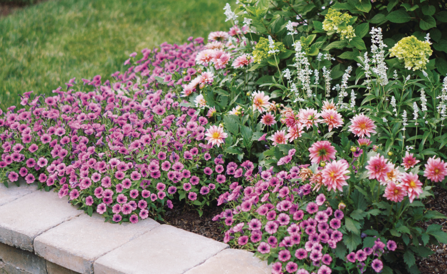 Garden full of Annuals