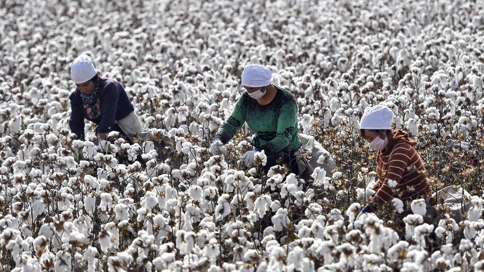 fast fashion cotton picking Uyghur 
