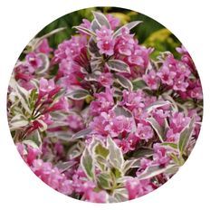 Photo of My Monet Purple Effect® Weigela