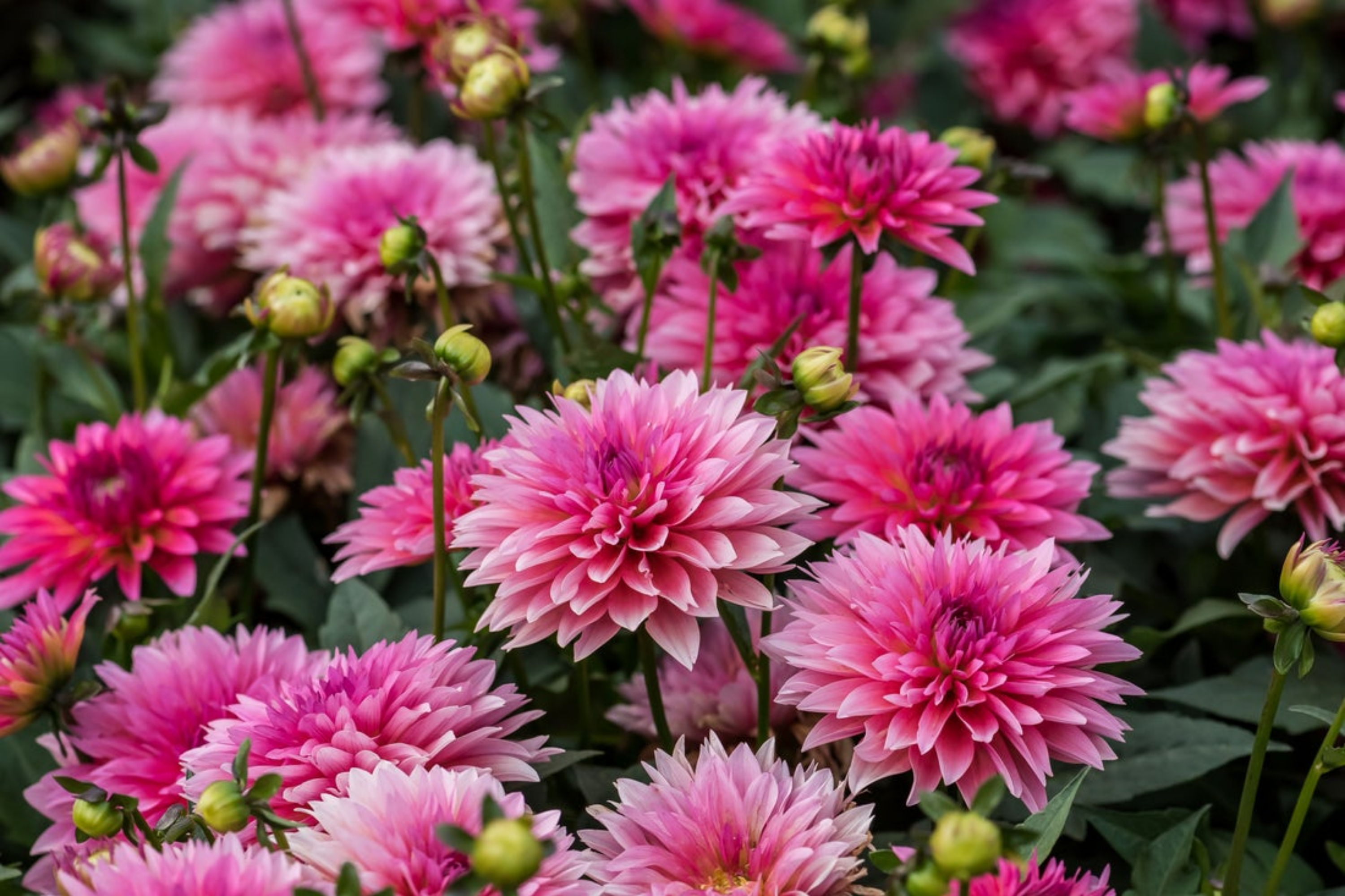 Up close photo of Virtuoso® Pinkerific™ blooms