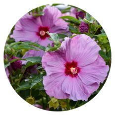 Photo of Summerific® 'Lilac Crush' Rose Mallow