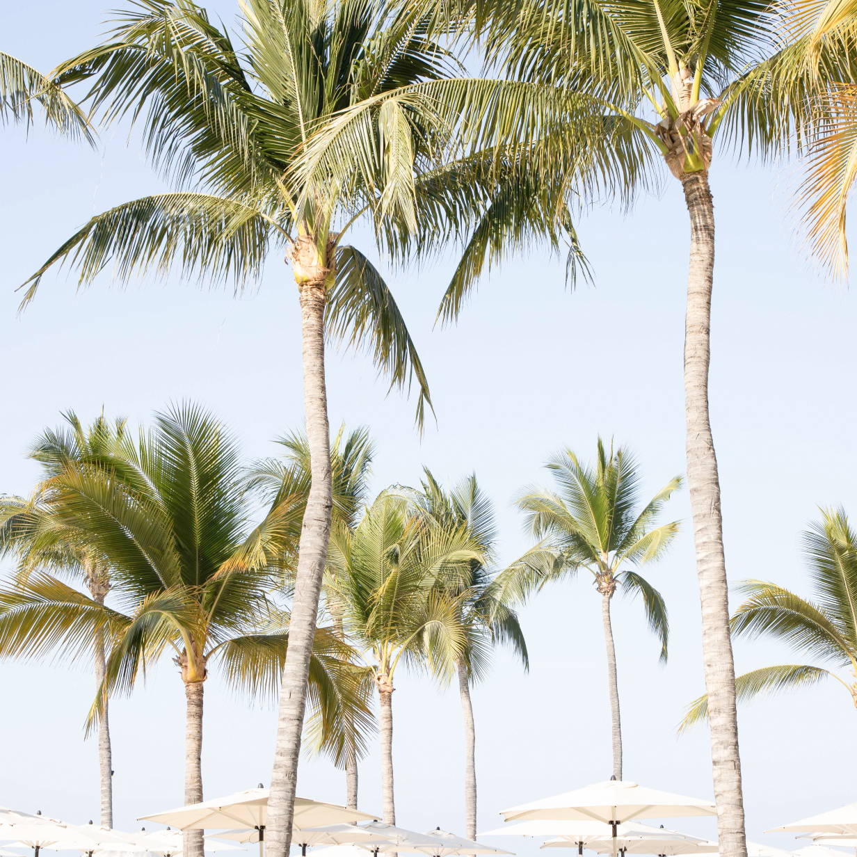 Palm Trees